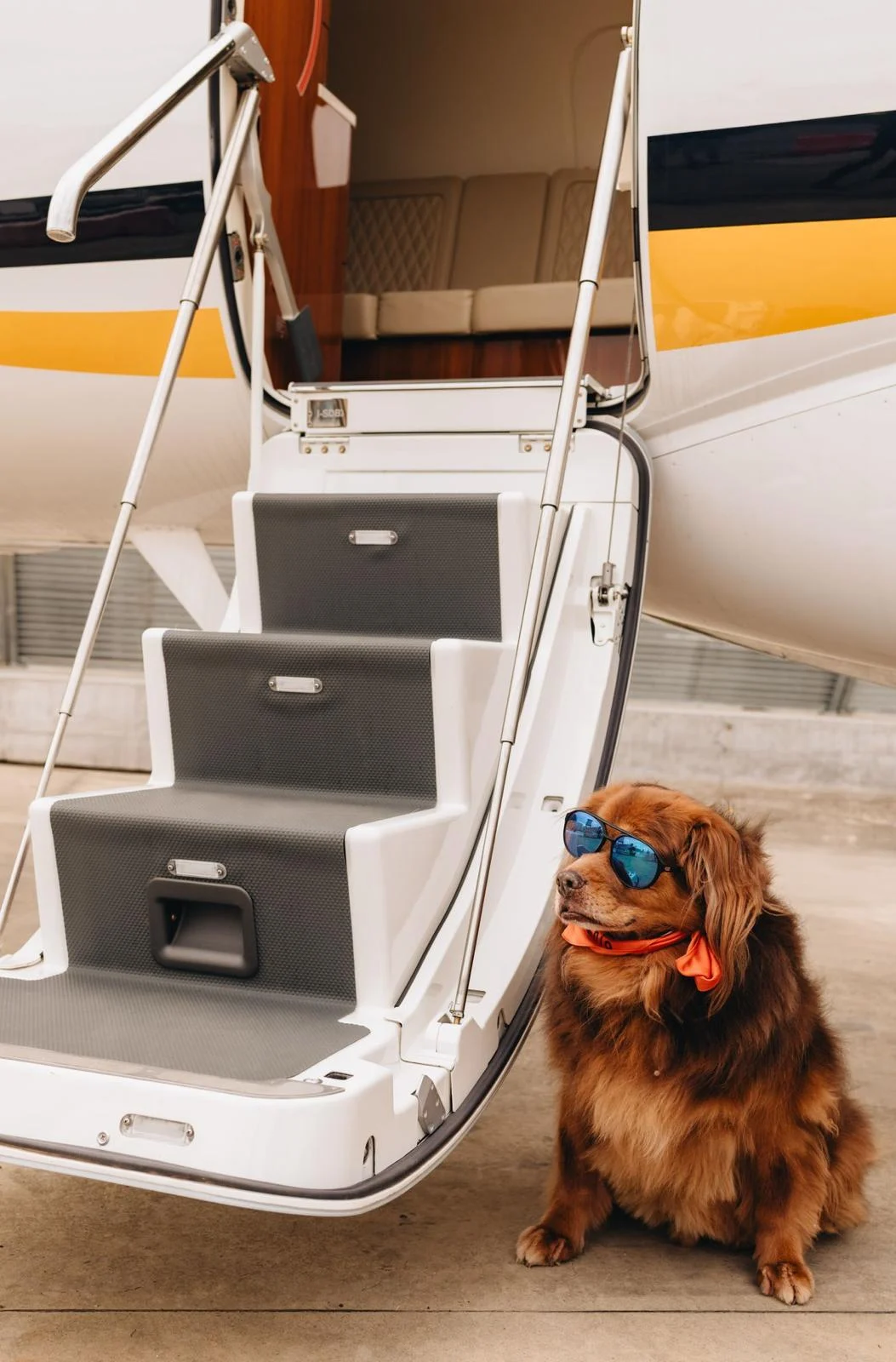 Dog wearing sunglasses beside private jet stairs