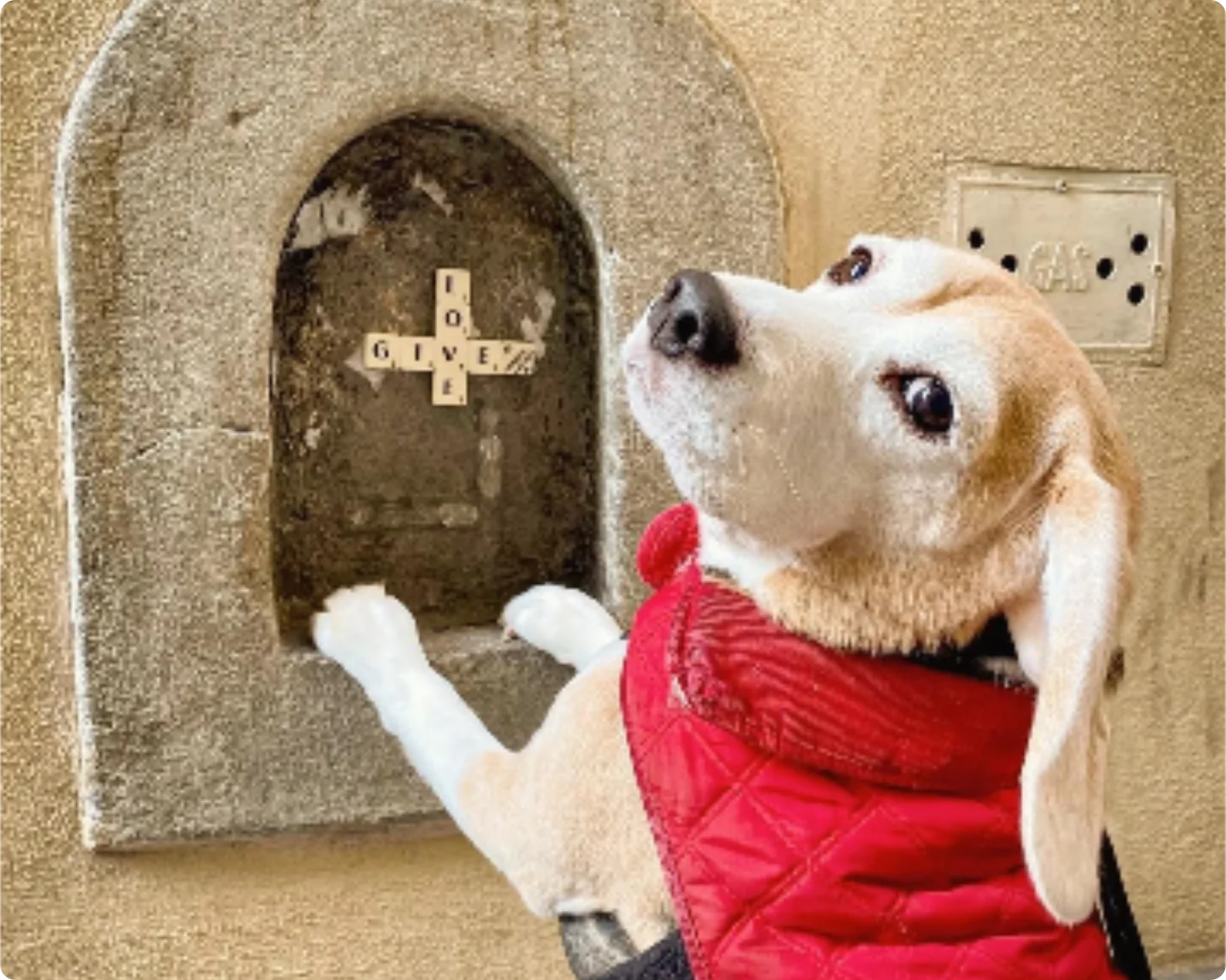 Beagle wearing a red quilted coat stands with its front paws on a stone niche in a wall, looking back at the camera