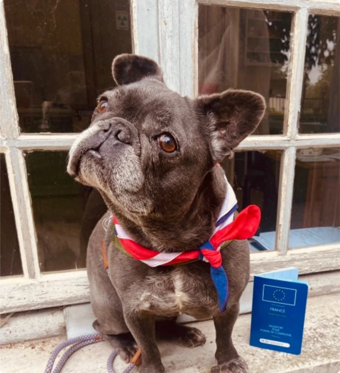 Small dark-coloured dog sits by a window wearing a red, white and blue scarf, with a blue passport beside it