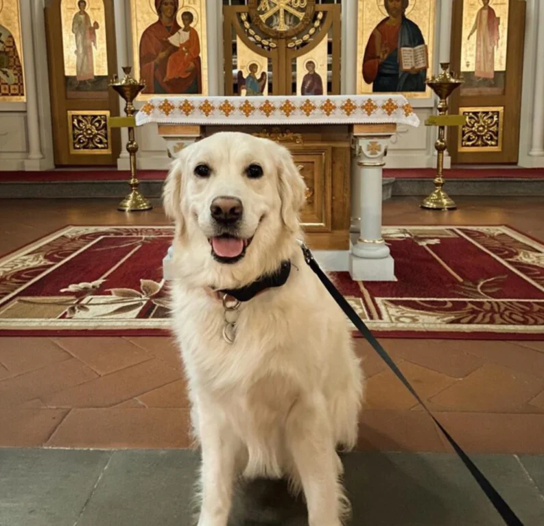Smiling dog on a lead sits on the aisle before an ornate altar and icon paintings