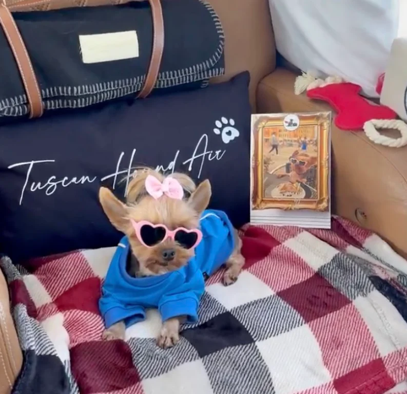 personalised-in-cabin-flights-for-every-pet Small dog in heart-shaped sunglasses on a checked blanket, with a bag reading 'Tuscan Hound Air' behind