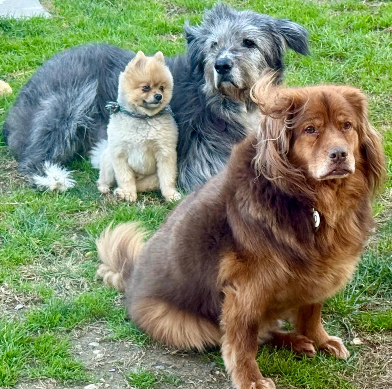 why-tuscanhound-air-exists Three dogs sit together on a grassy lawn: a small fluffy tan dog between a grey shaggy dog and a larger brown dog in the foreground.
