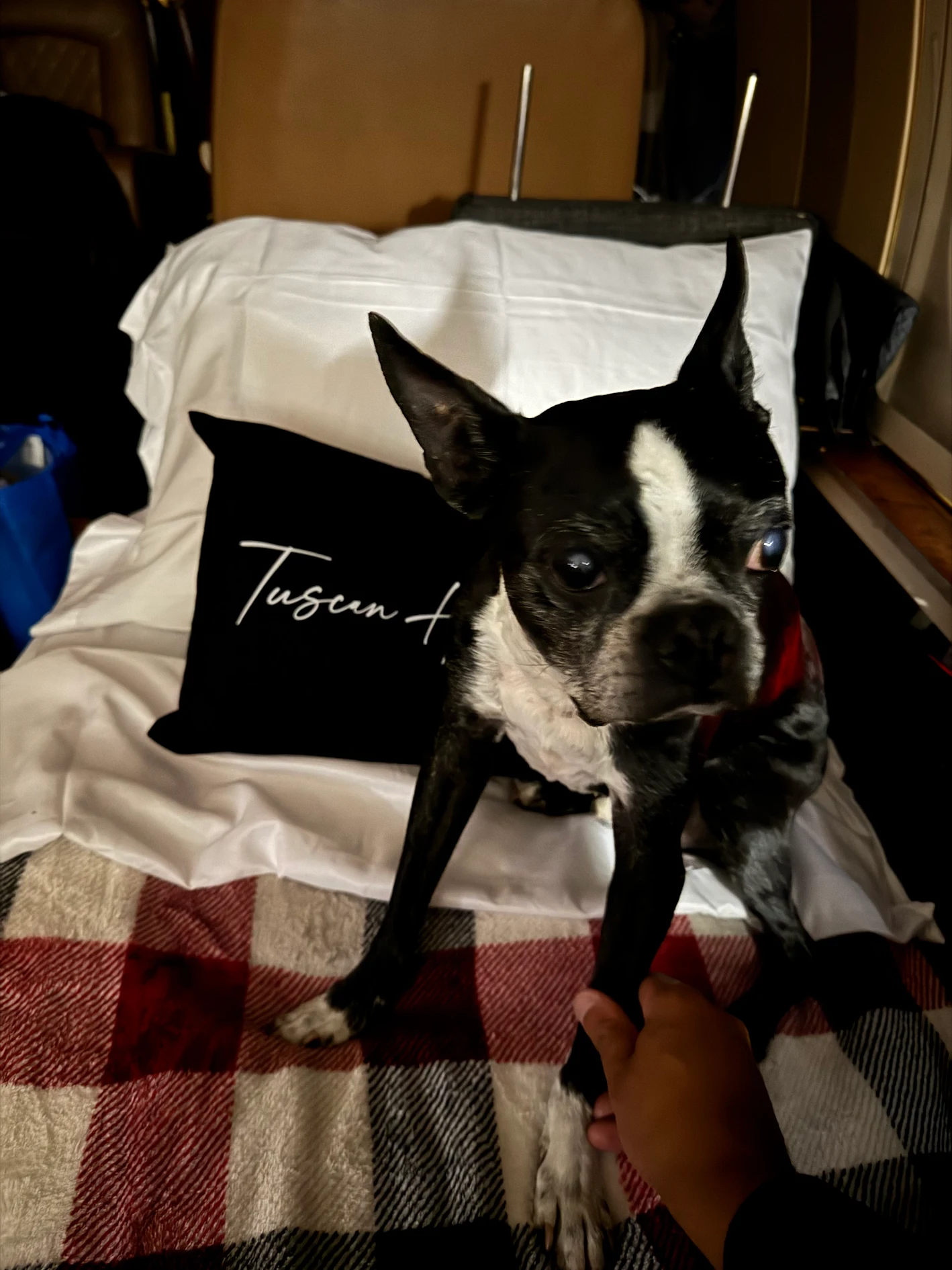 Bentley the Boston Terrier sitting on a bed while someone holds his paw, with a black cushion behind him.