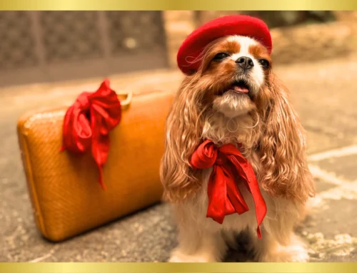 How to Prepare Your Pet for International Air Travel: A Luxury Jet Experience