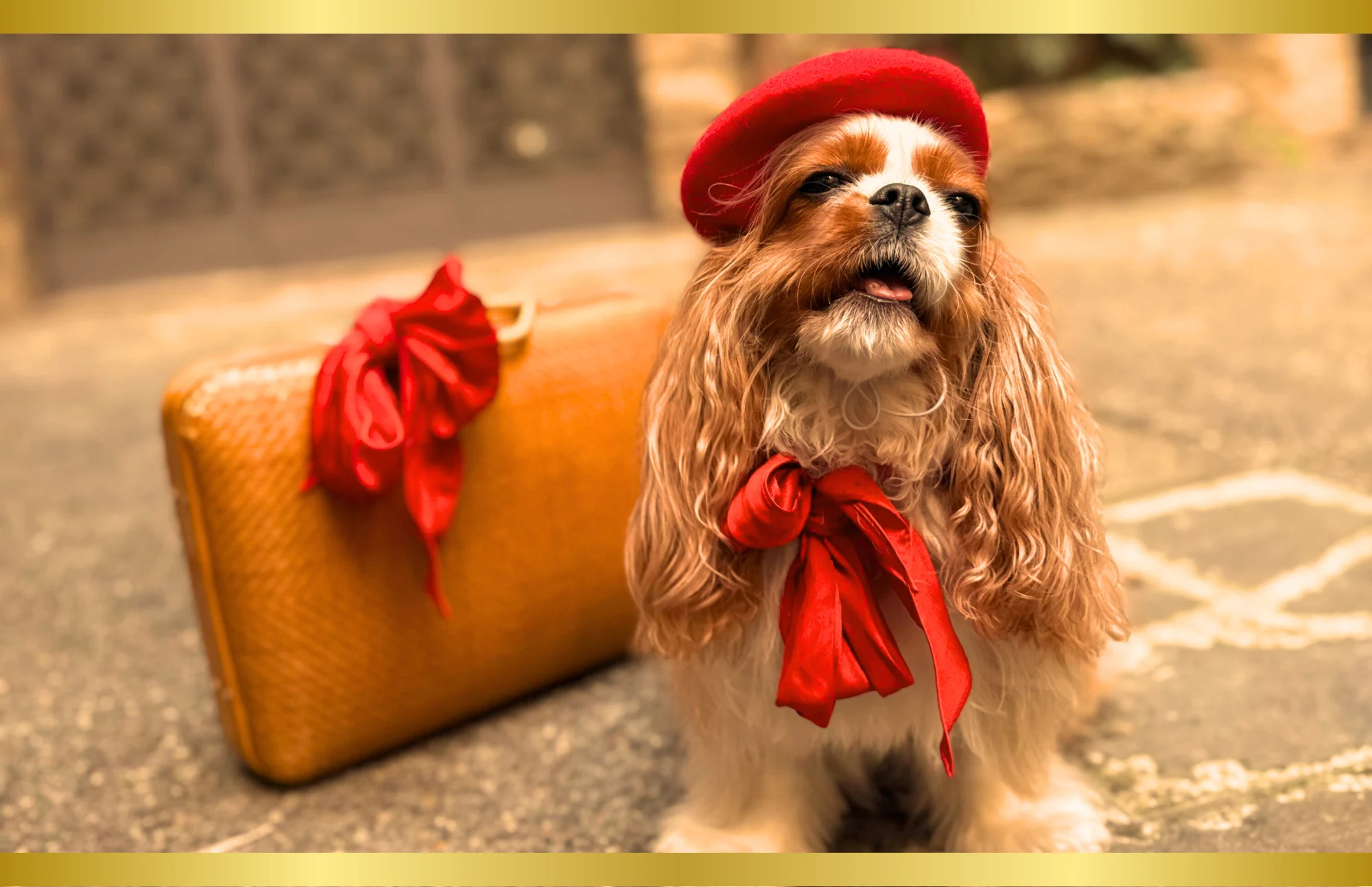 Small spaniel wearing a red beret and red neck ribbon, sitting beside a vintage suitcase outdoors.