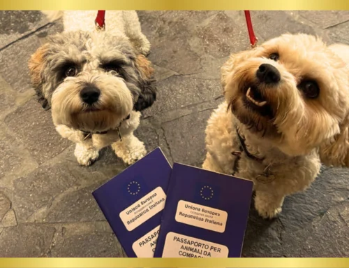 Pet Passport Services by TuscanHound Air: Your Trusted Partner for Stress-Free Pet Travel to Europe