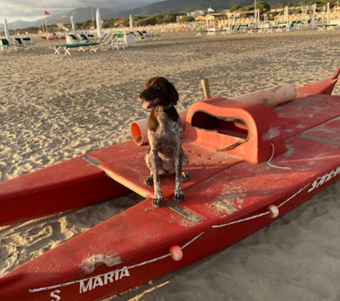 Brown-and-white dog sits on a red boat on a sandy beach with sun loungers in the background