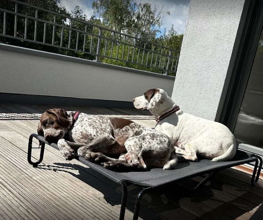 Two dogs relax together on a raised bed on a sunny terrace