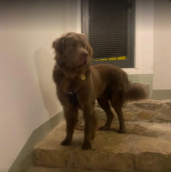 Fluffy brown dog stands on indoor stone steps, looking to the side