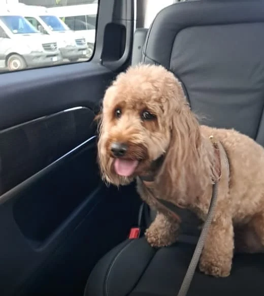 Small curly-haired dog sits on a car seat with a lead attached, looking at the camera
