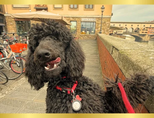 Italy Is Europe’s Most Dog-Friendly Destination—Now You Can Fly There Together in Luxury