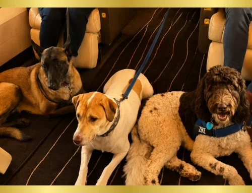 What Is a Shared Charter Flight—and Why Pet Owners Are Choosing It Over Commercial Airlines