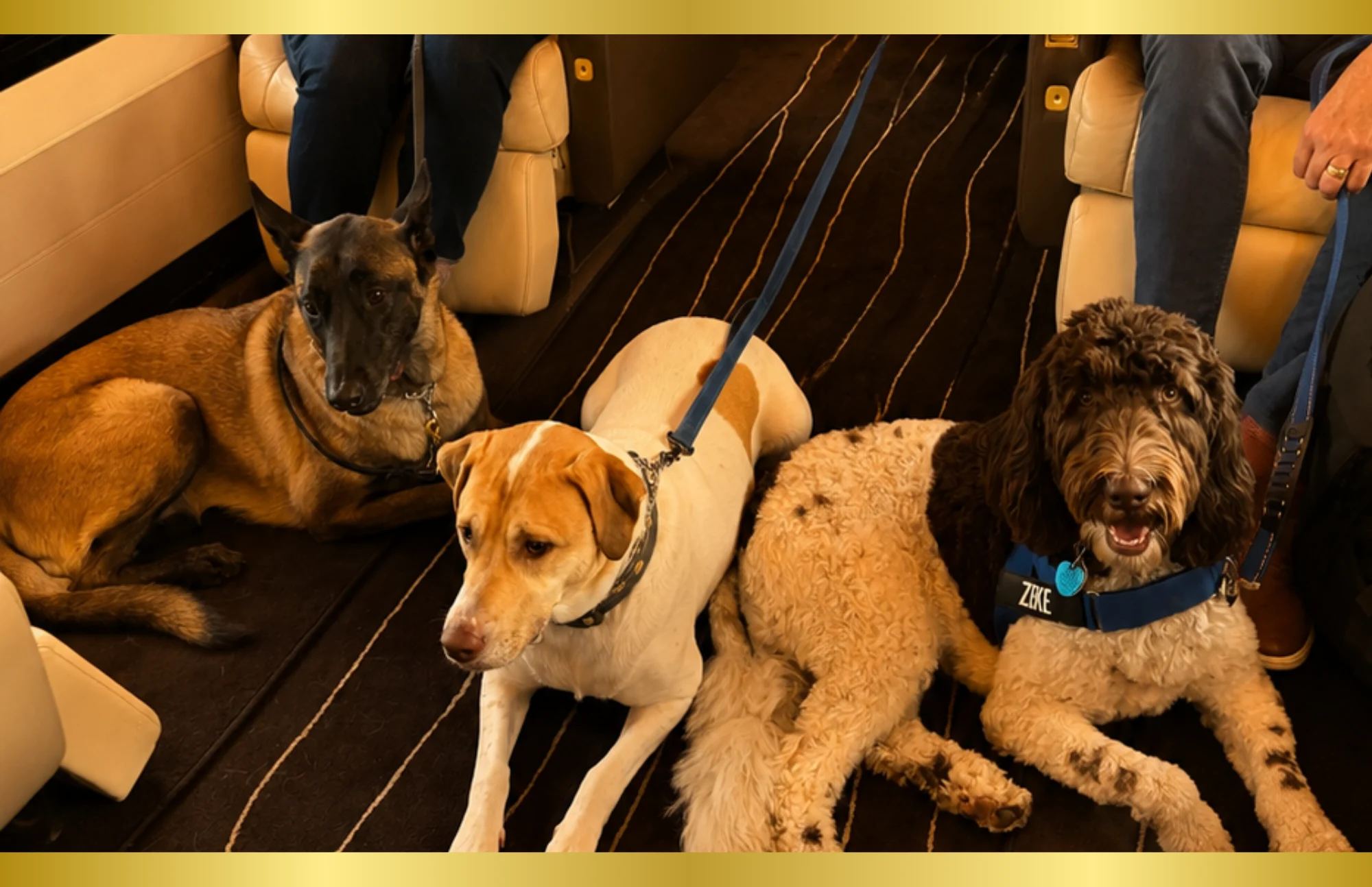 Dogs in- cabin flight pet focused air charter